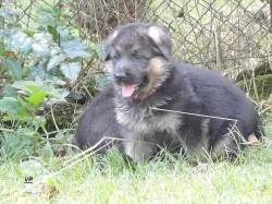 Prodáme štěňata NO s PP- poslední volní pejskové a